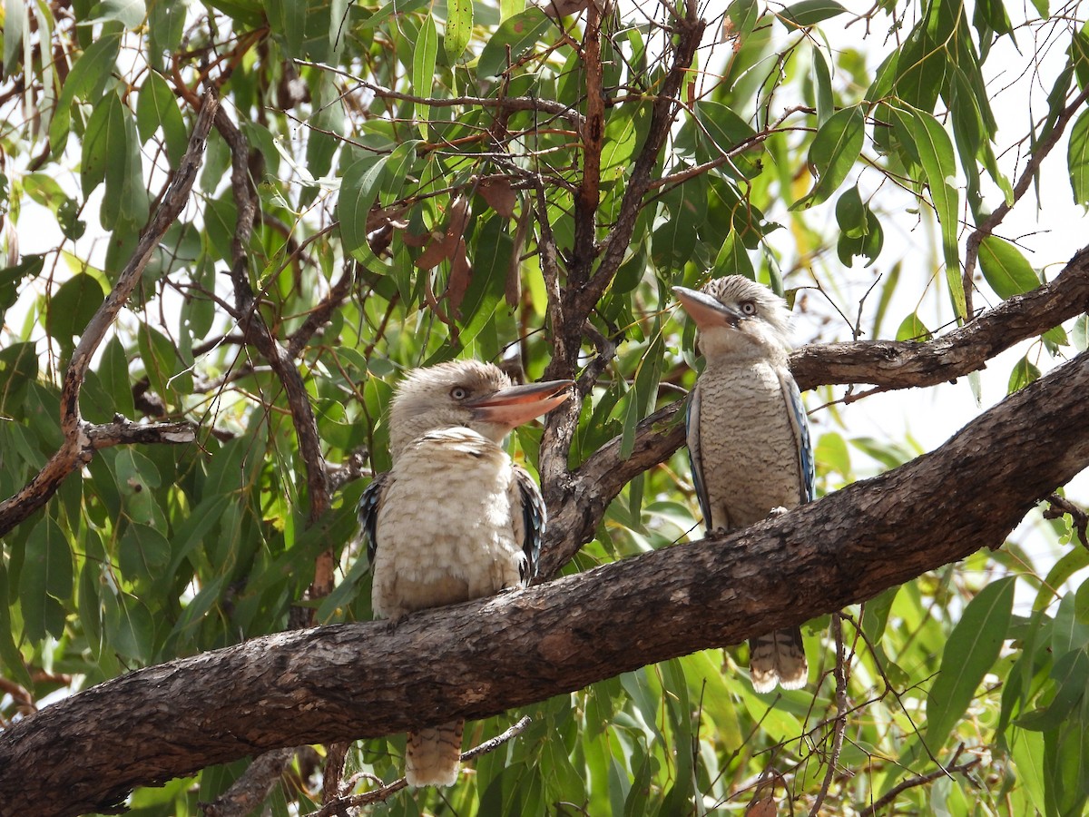Blue-winged Kookaburra - ML641645181