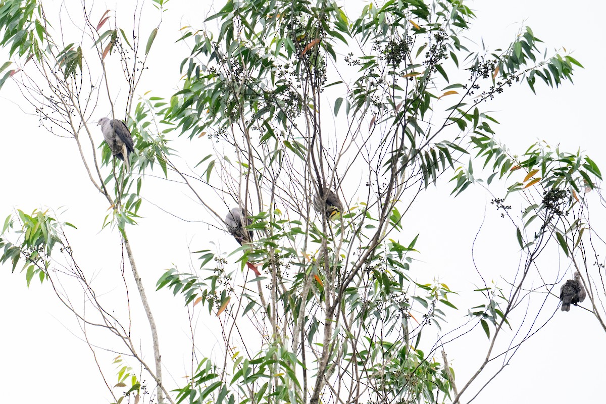 Malabar Has Güvercini - ML641645184