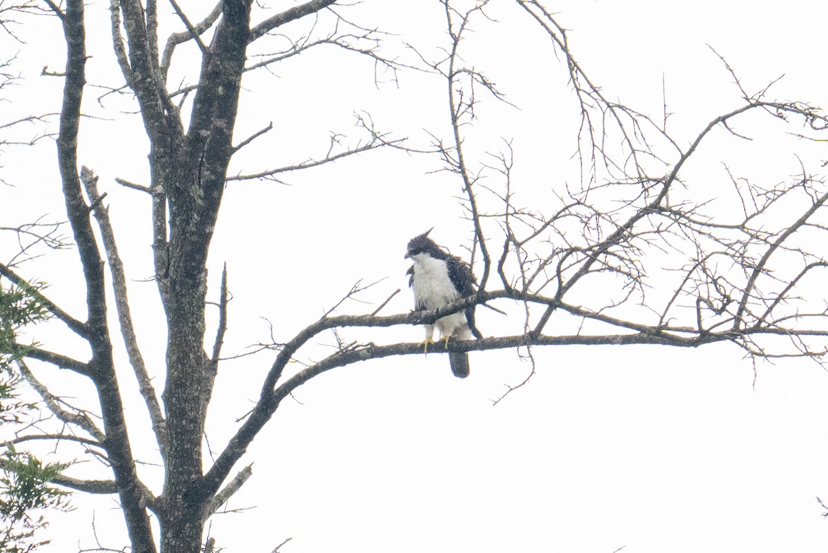 Rufous-bellied Eagle - ML641645197
