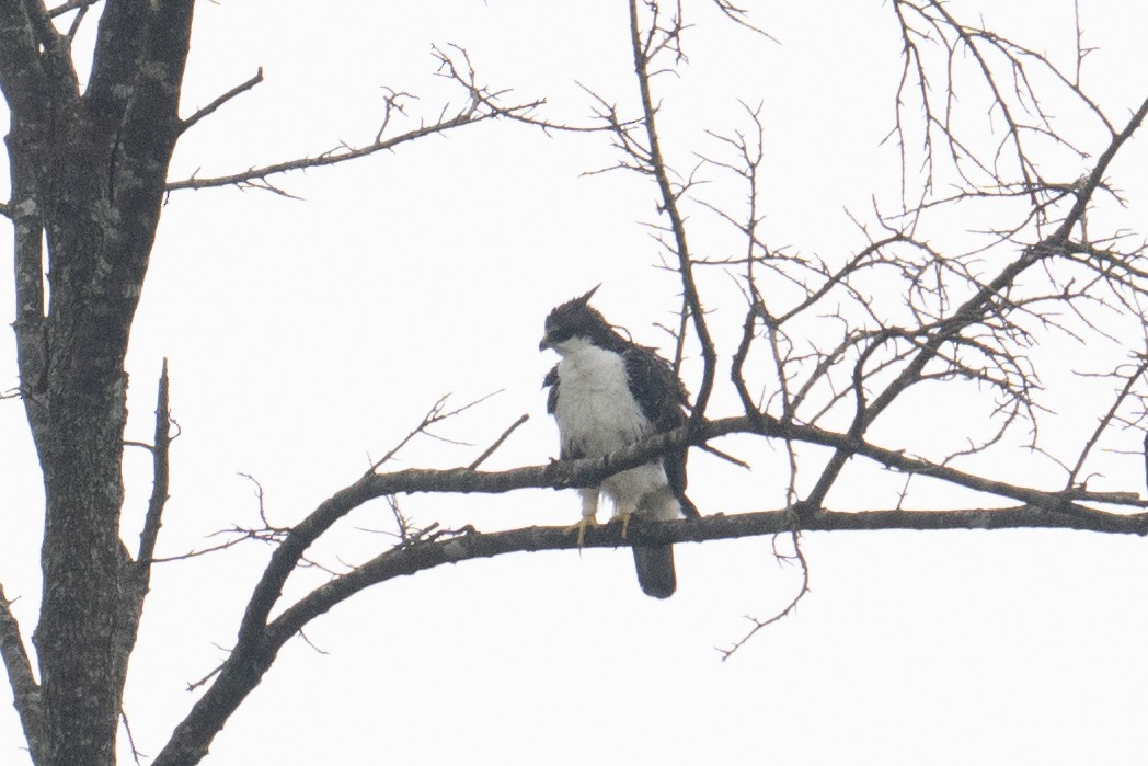 Rufous-bellied Eagle - ML641645198