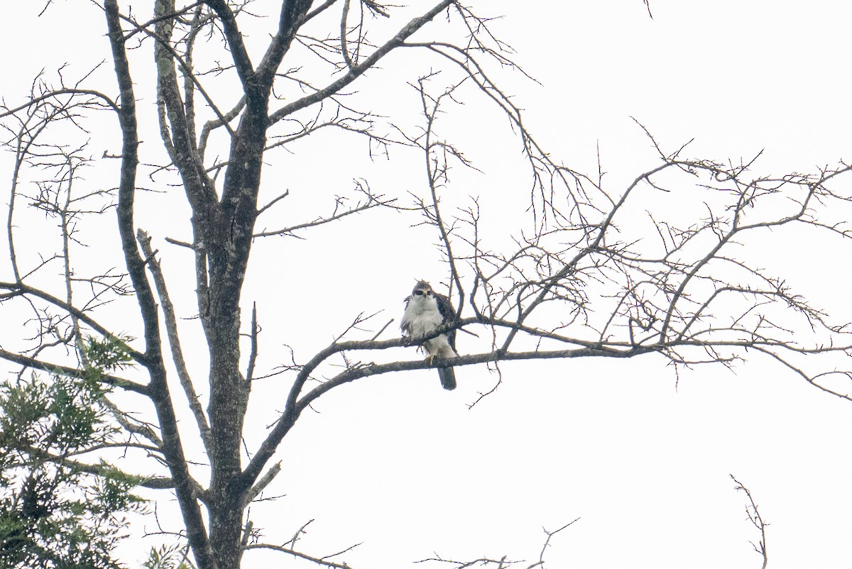 Rufous-bellied Eagle - ML641645199