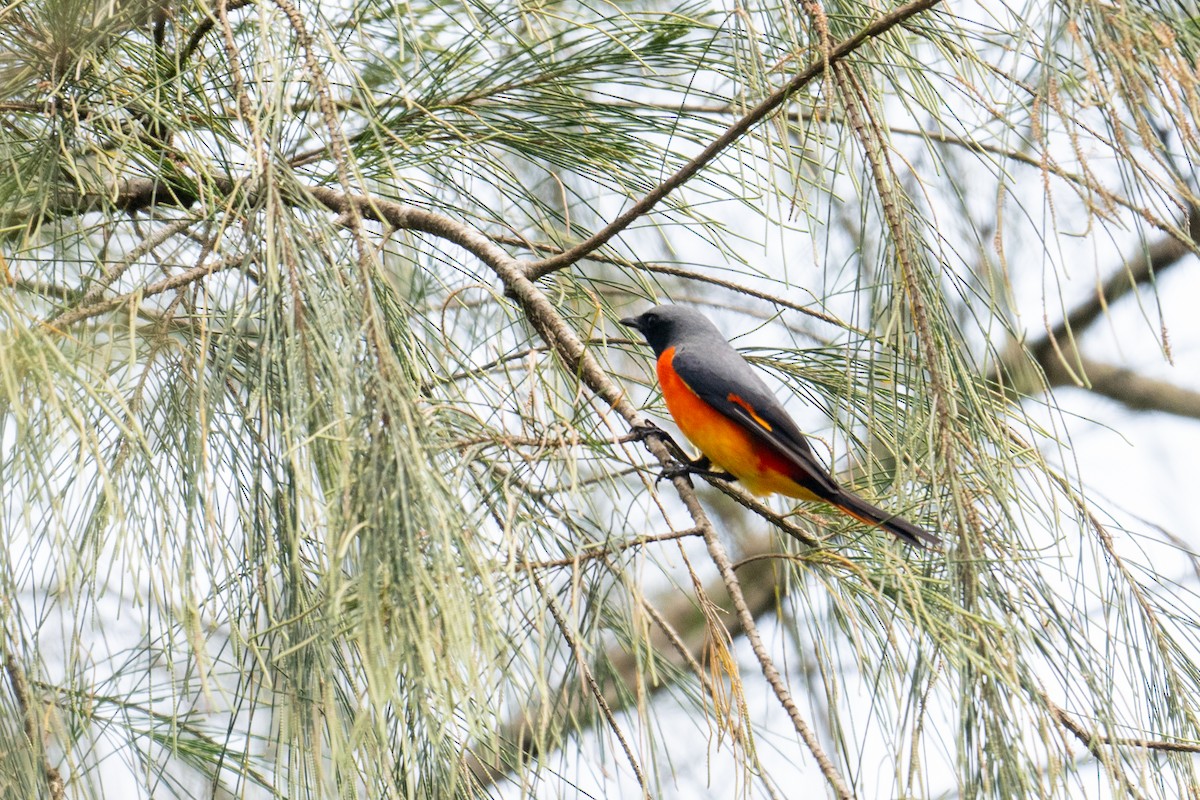 Small Minivet - ML641645213