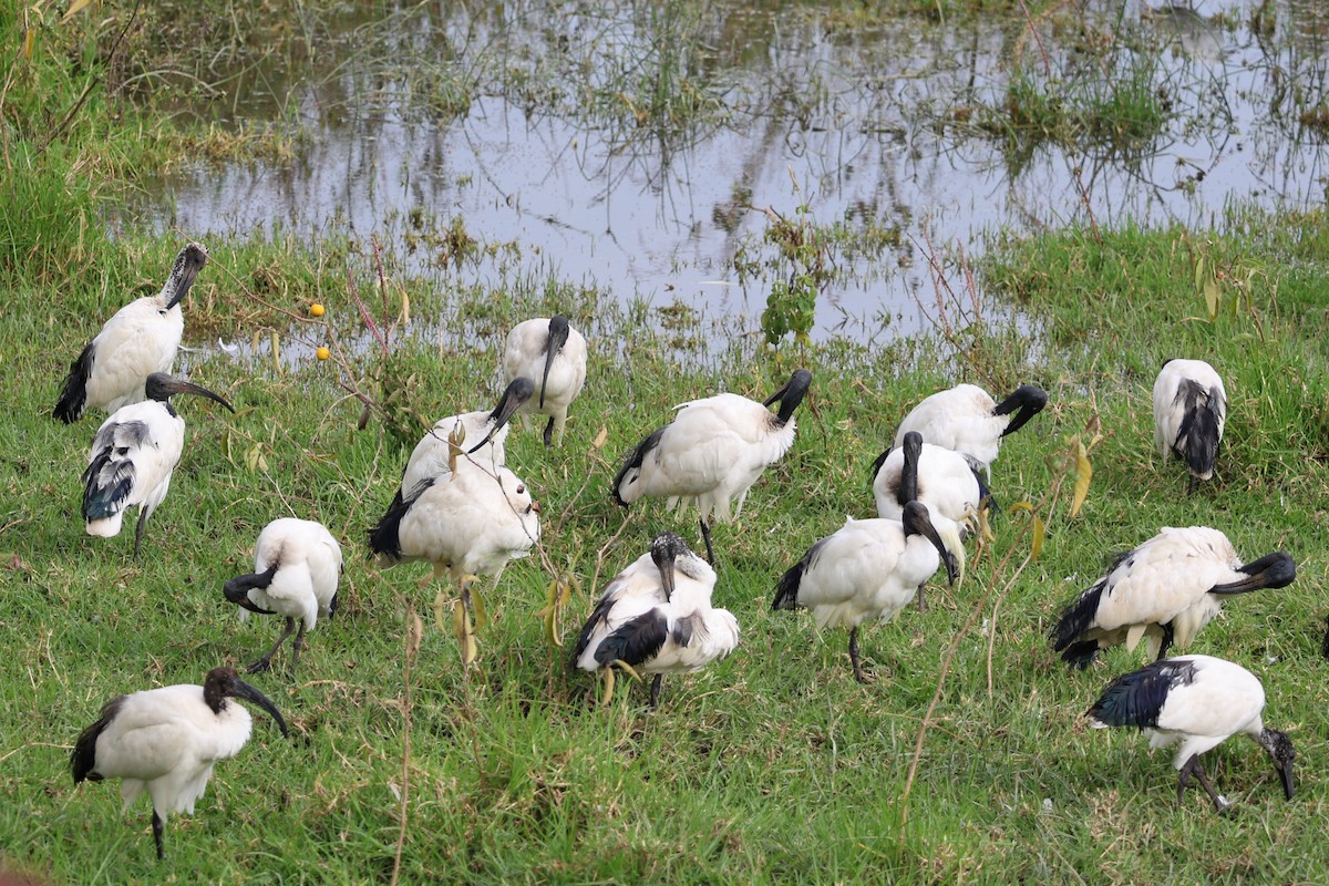 Ibis sacro - ML641645224