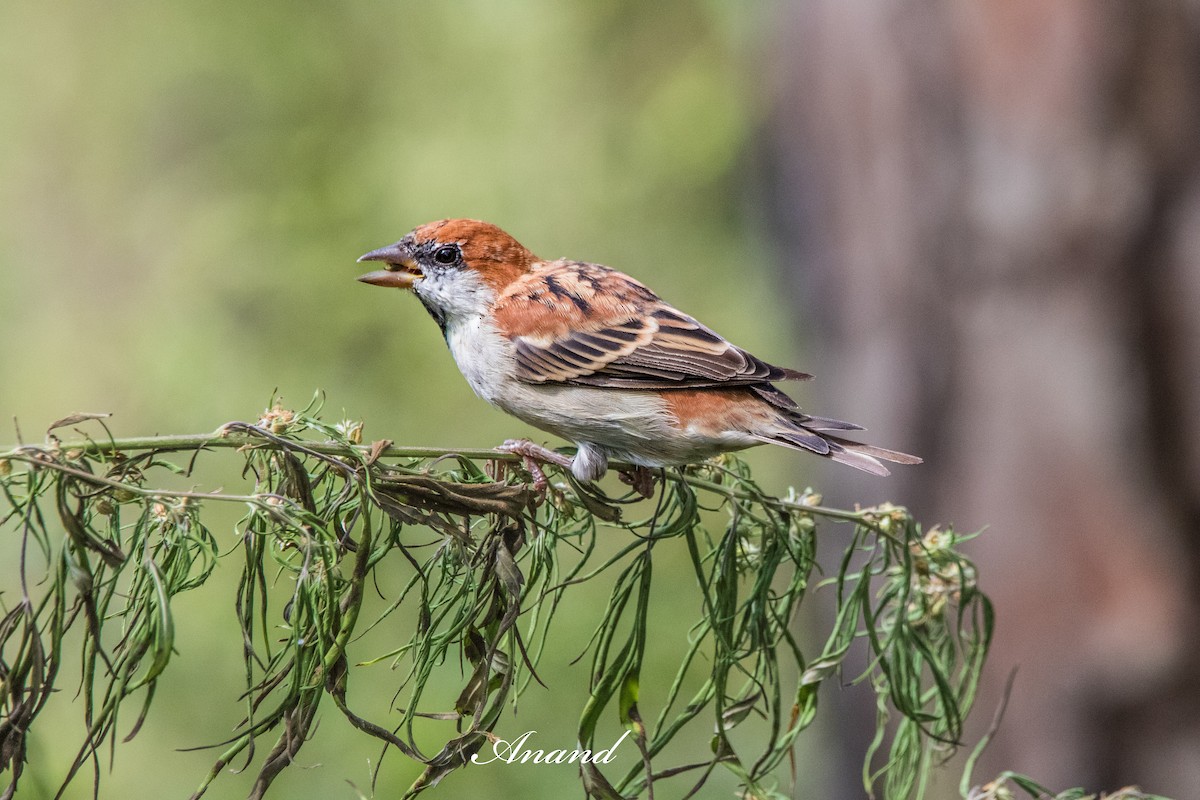 Russet Sparrow - ML641645261