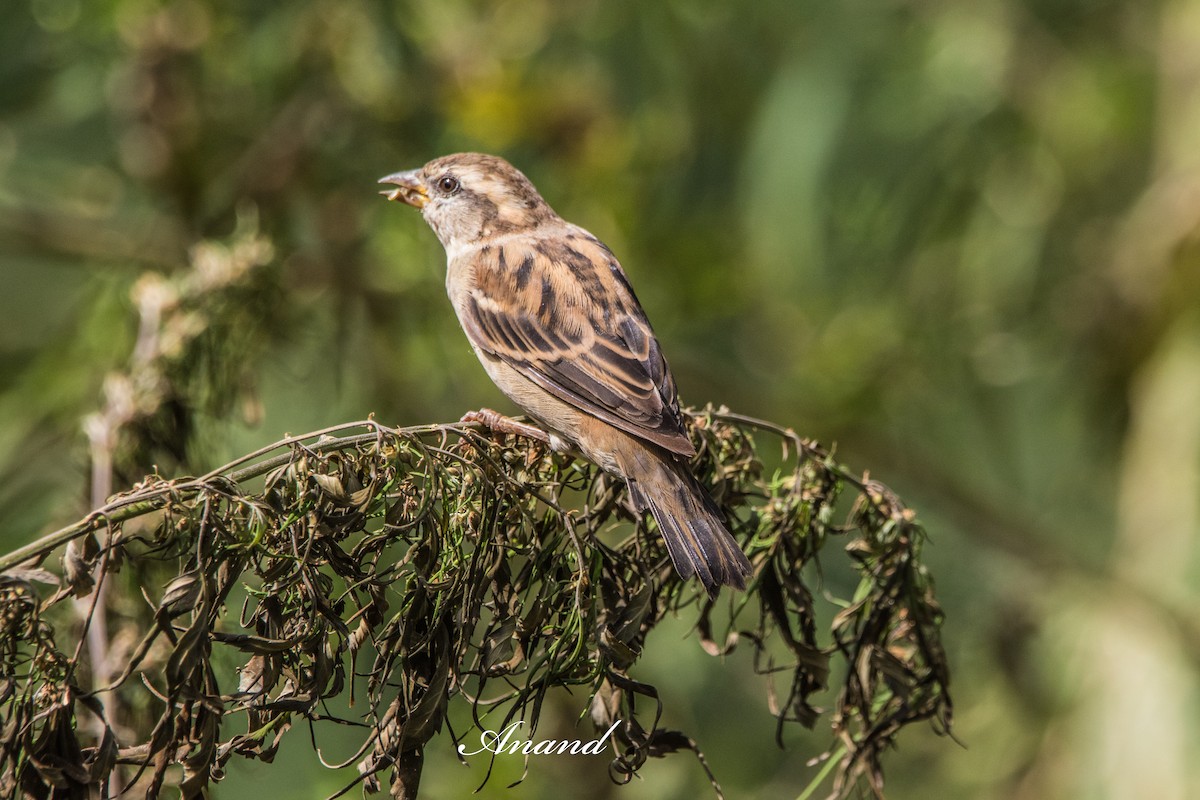 Russet Sparrow - ML641645262