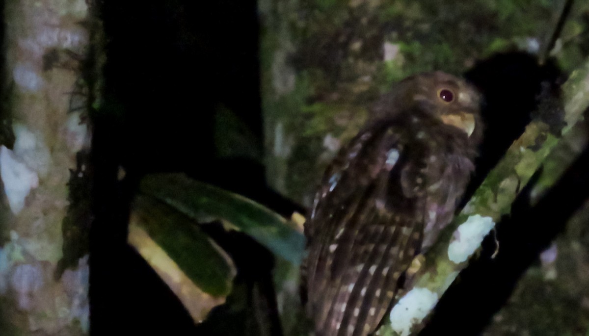 Middle American Screech-Owl - ML641645267