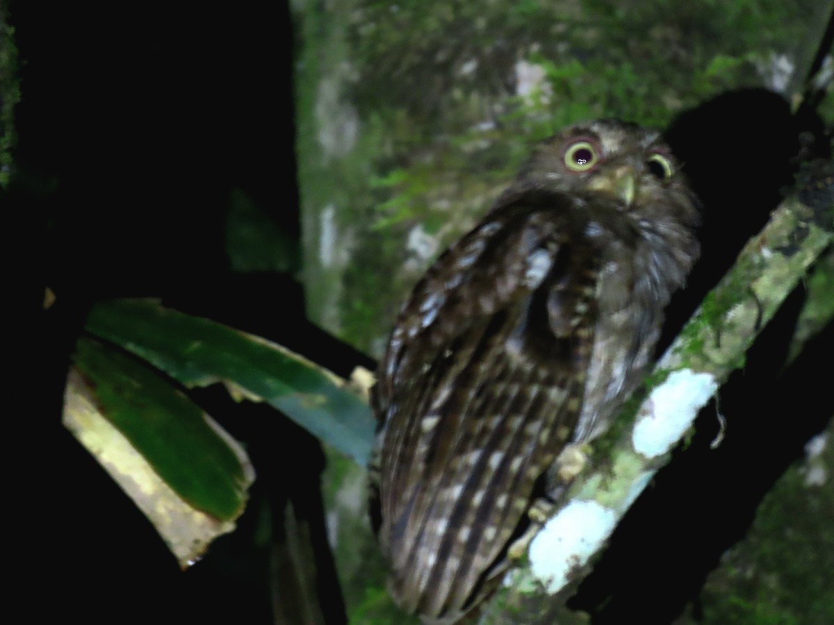 Middle American Screech-Owl - ML641645268