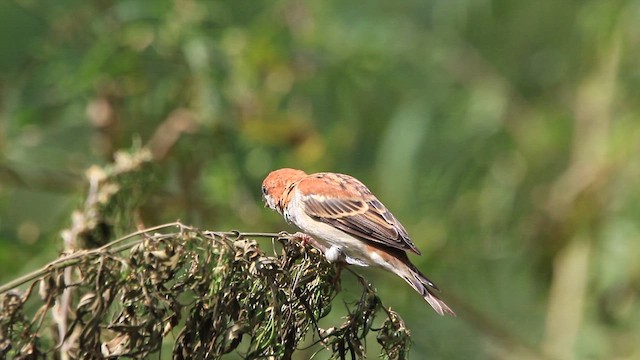 Russet Sparrow - ML641645315