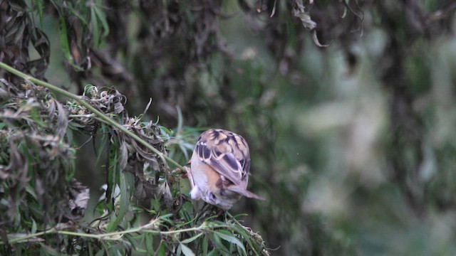 Russet Sparrow - ML641645316