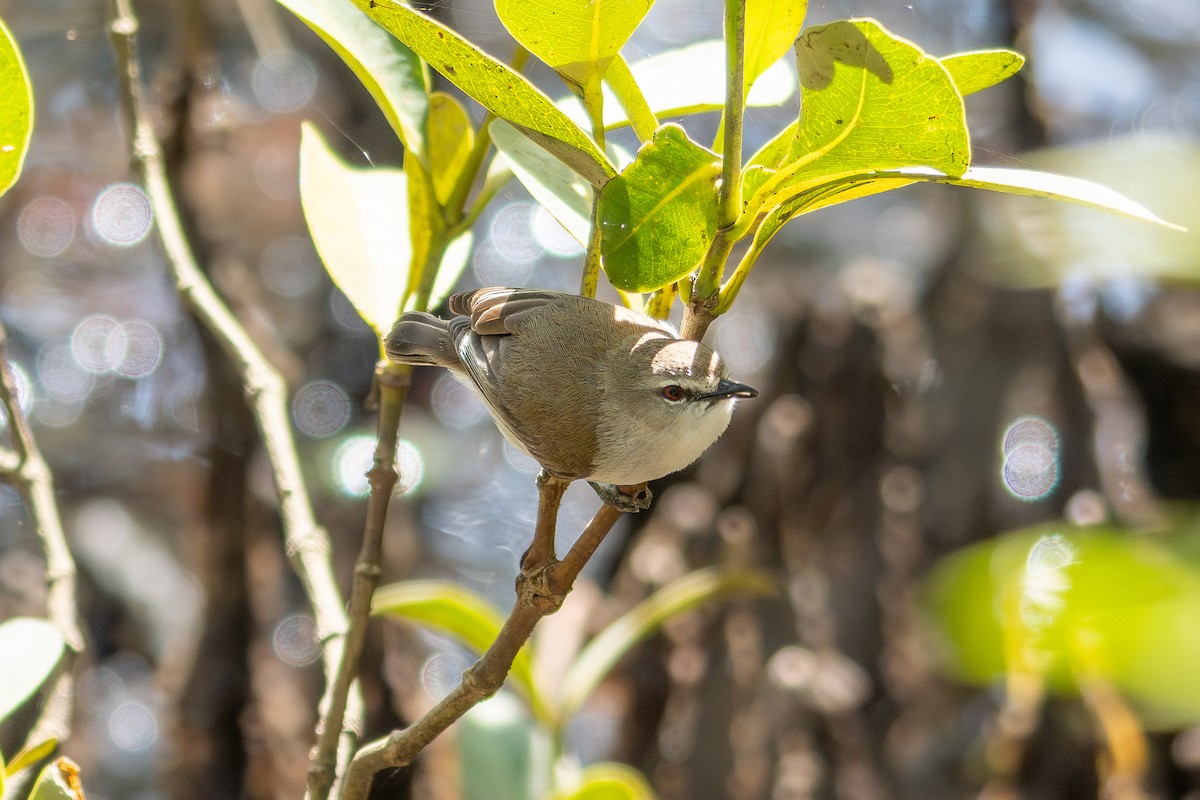 mangrovegerygone - ML641645336