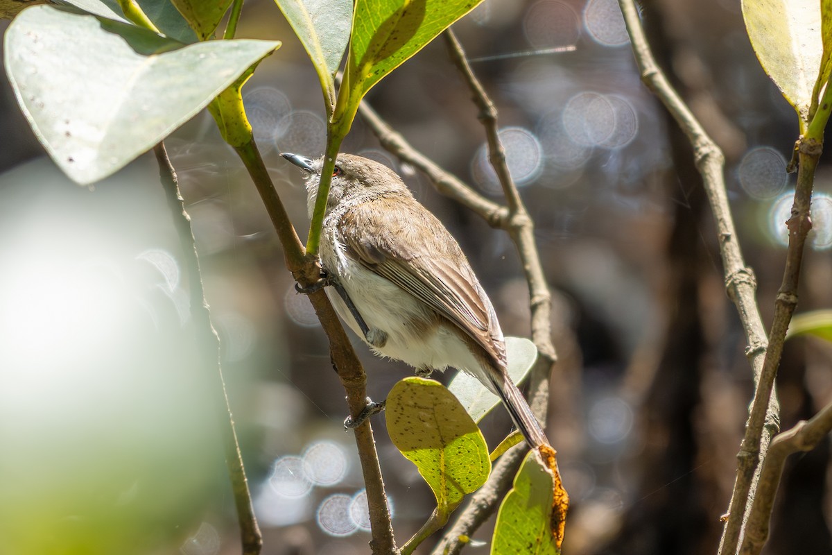 mangrovegerygone - ML641645337