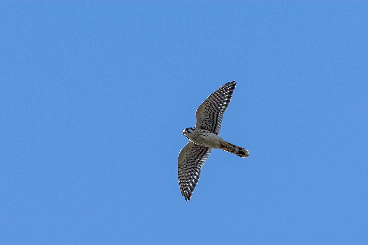 Buntfalke - ML641645365