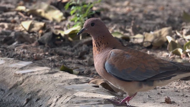 Laughing Dove - ML641645416