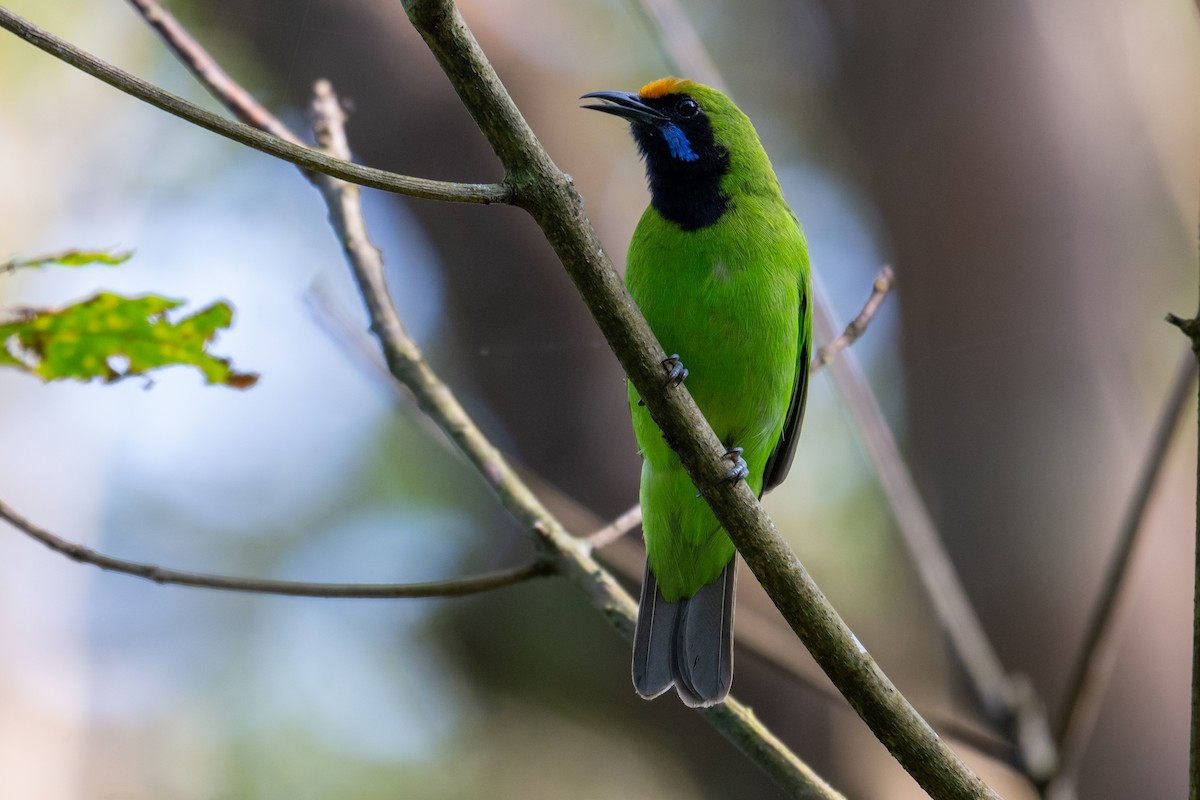 Golden-fronted Leafbird - ML641645470