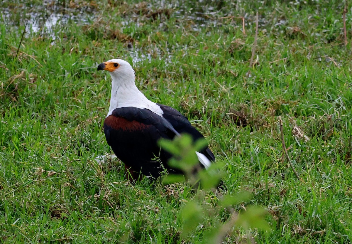 flodørn - ML641645483