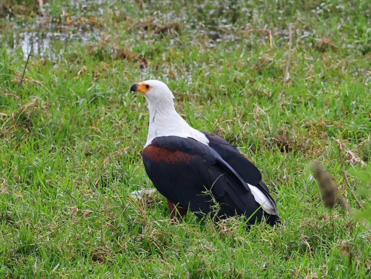flodørn - ML641645484