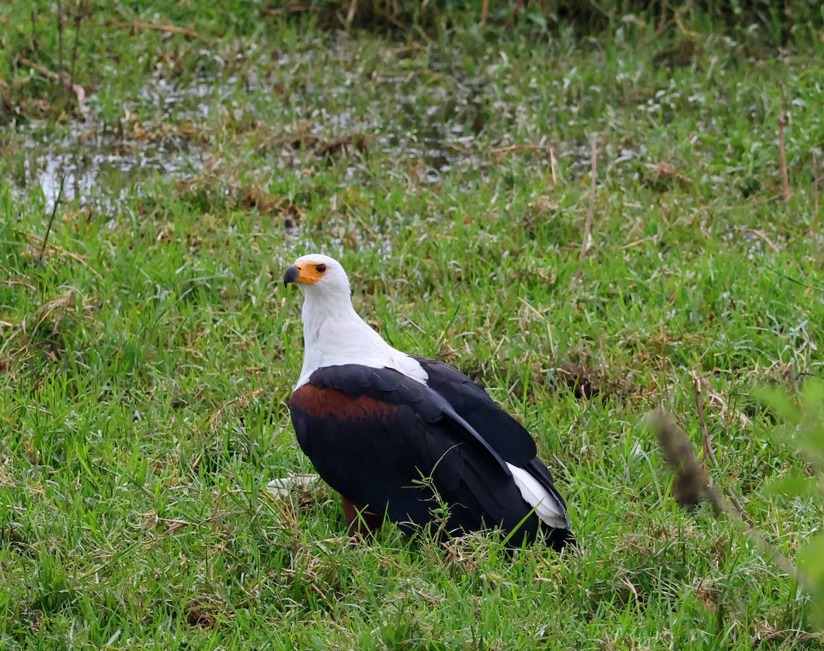 flodørn - ML641645486