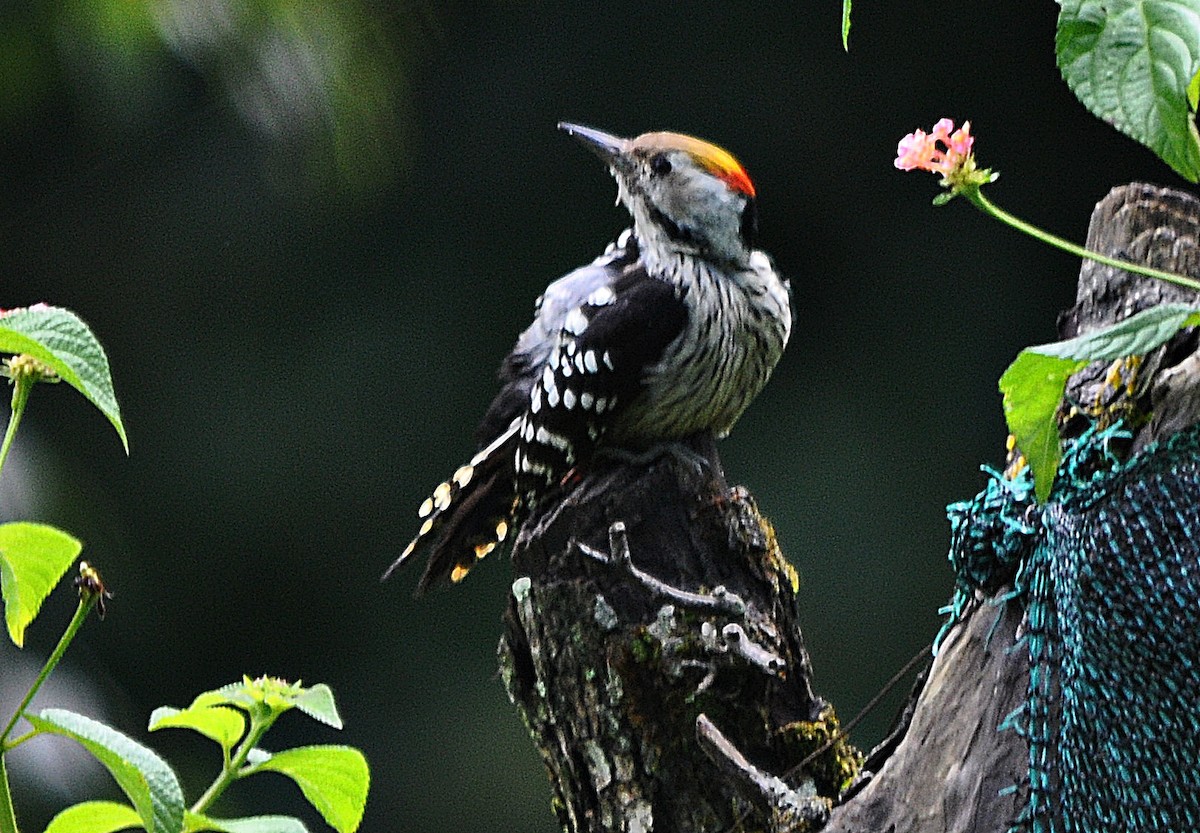 Brown-fronted Woodpecker - ML641645580