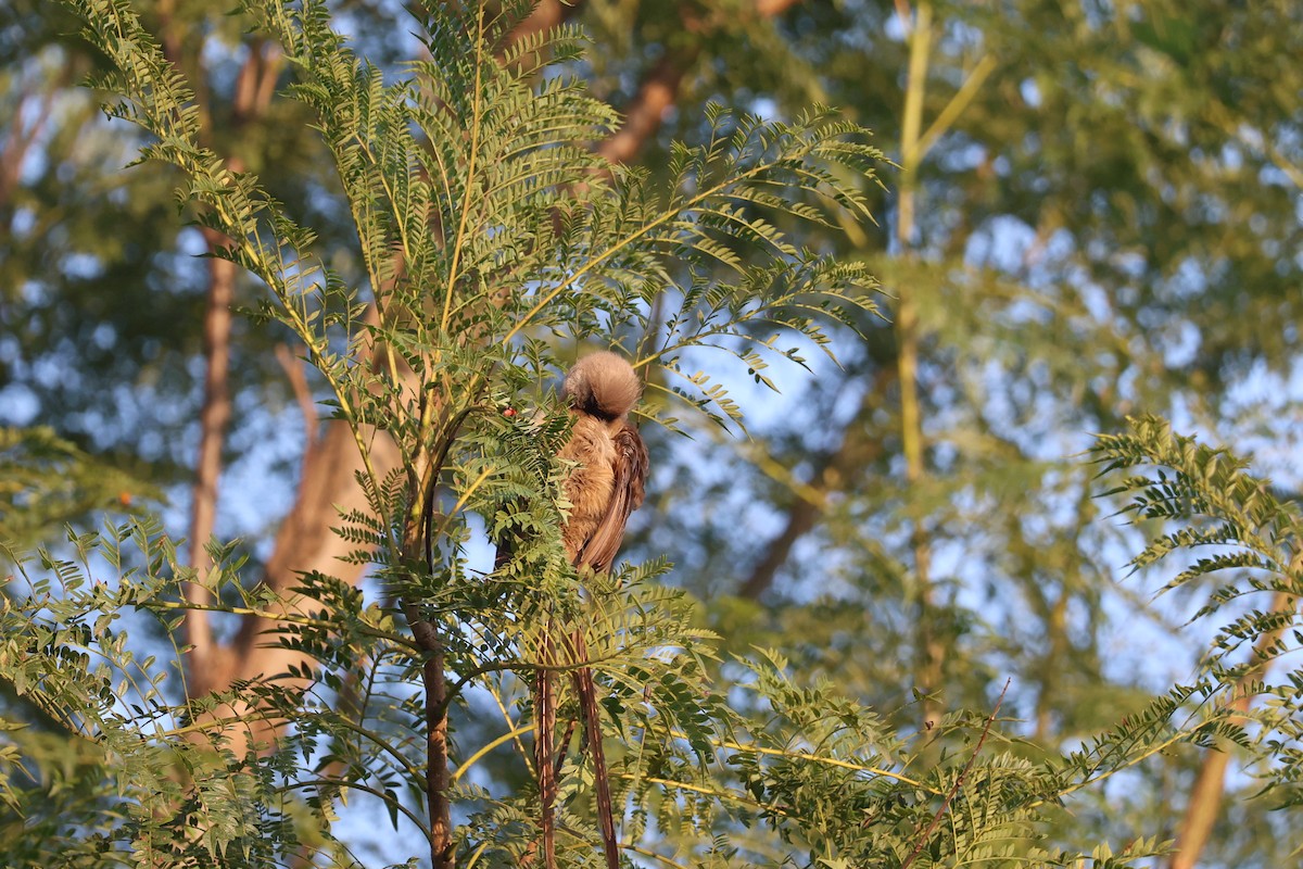 Speckled Mousebird - ML641645581