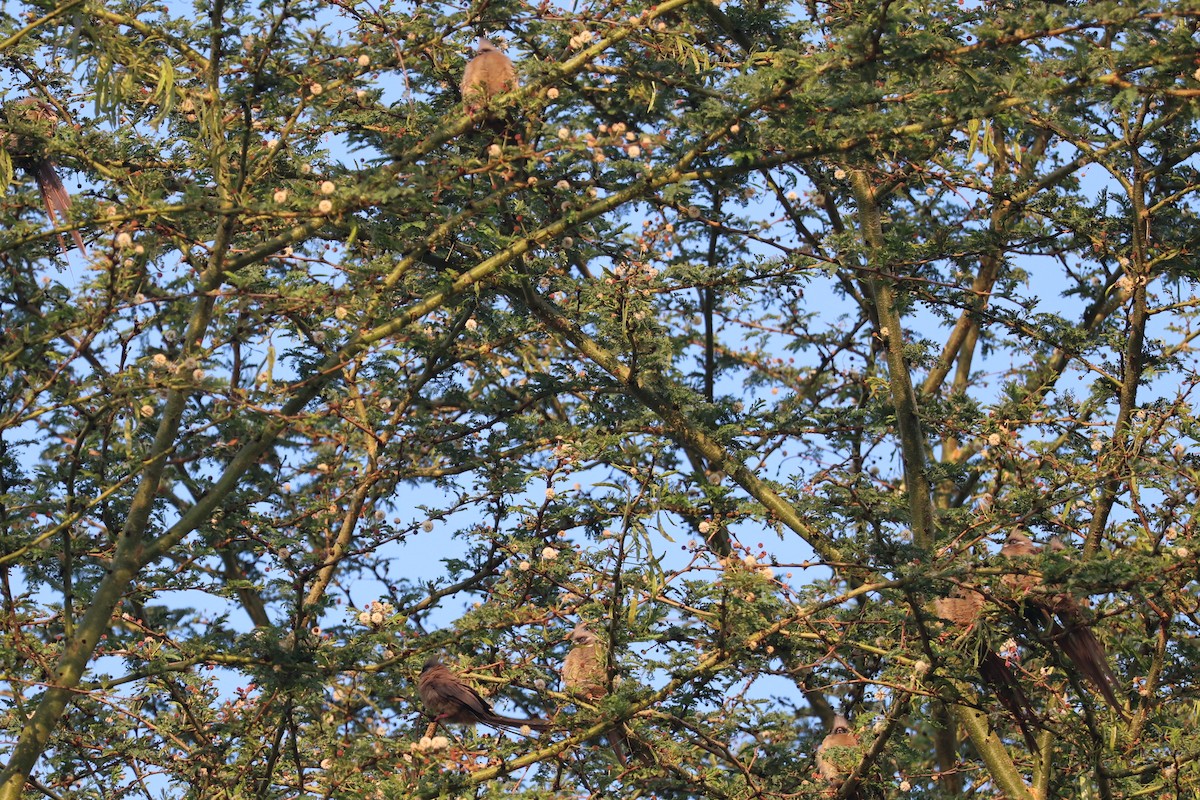Speckled Mousebird - ML641645582