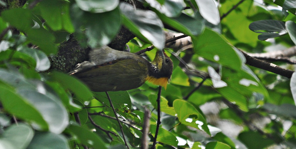 Greater Yellownape - ML641645585