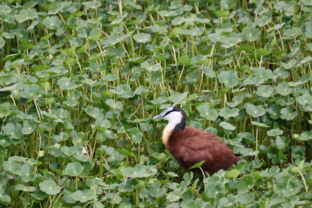 African Jacana - ML641645596