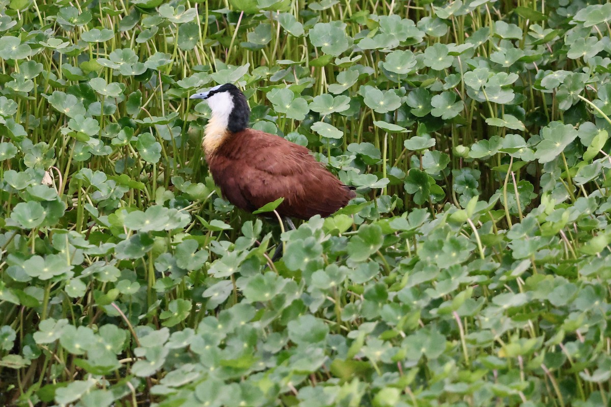 African Jacana - ML641645597