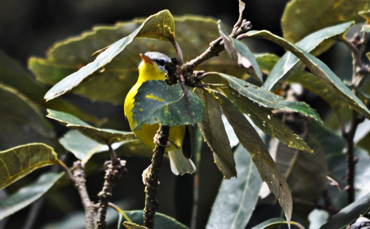 Gray-hooded Warbler - ML641645598