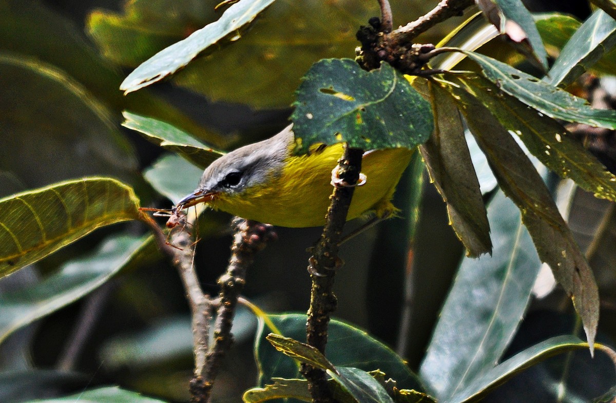 Gray-hooded Warbler - ML641645599
