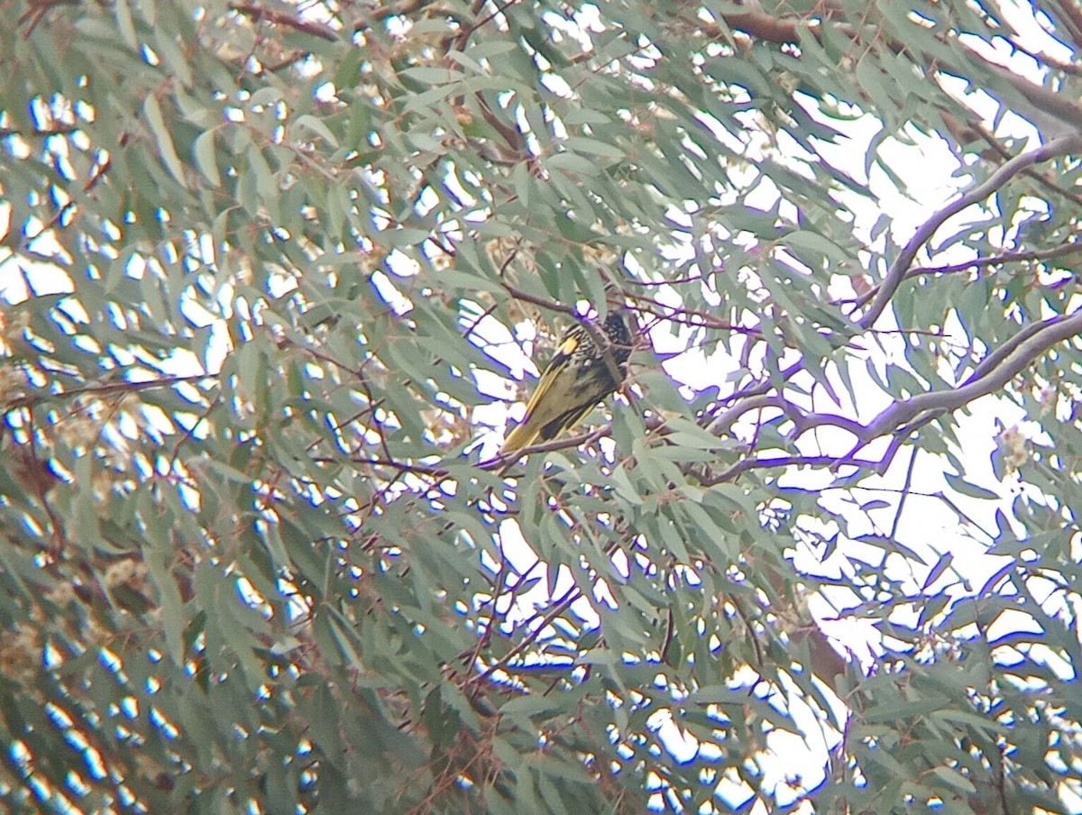 Regent Honeyeater - ML641645602