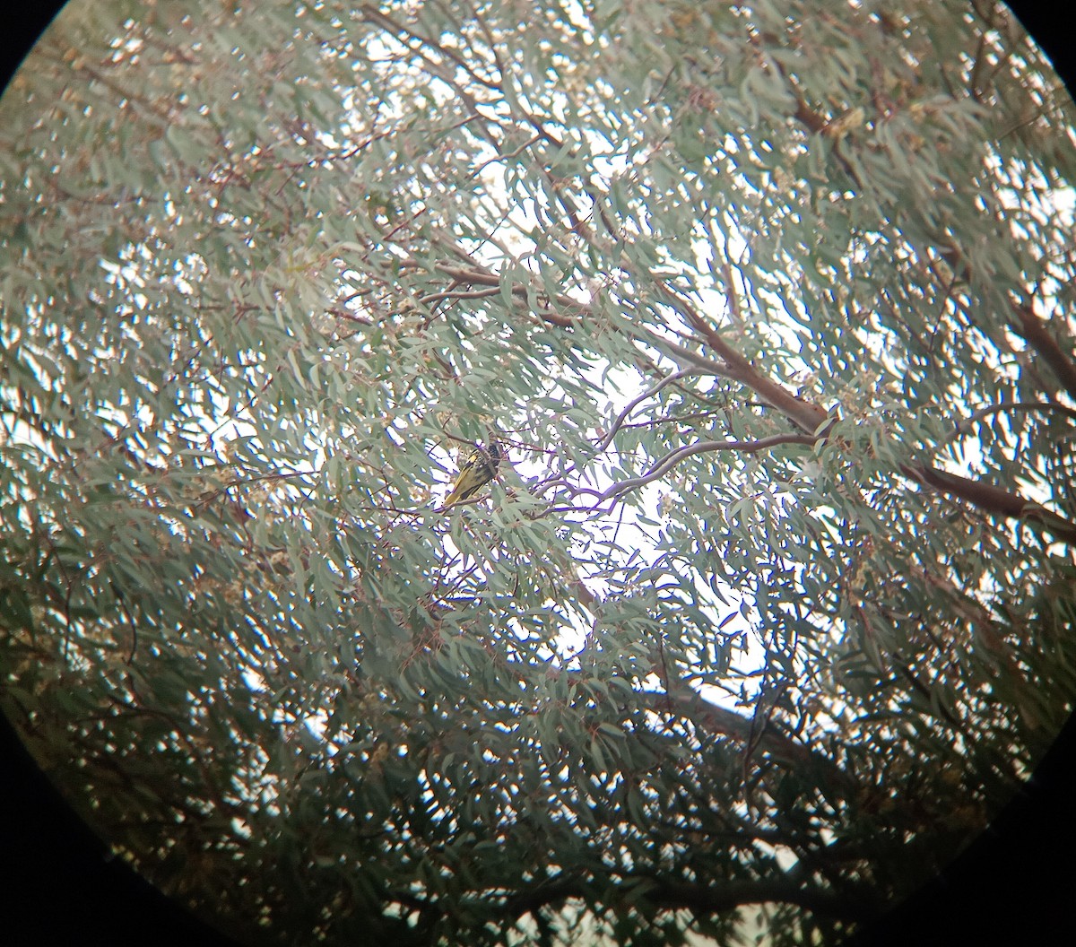 Regent Honeyeater - ML641645603