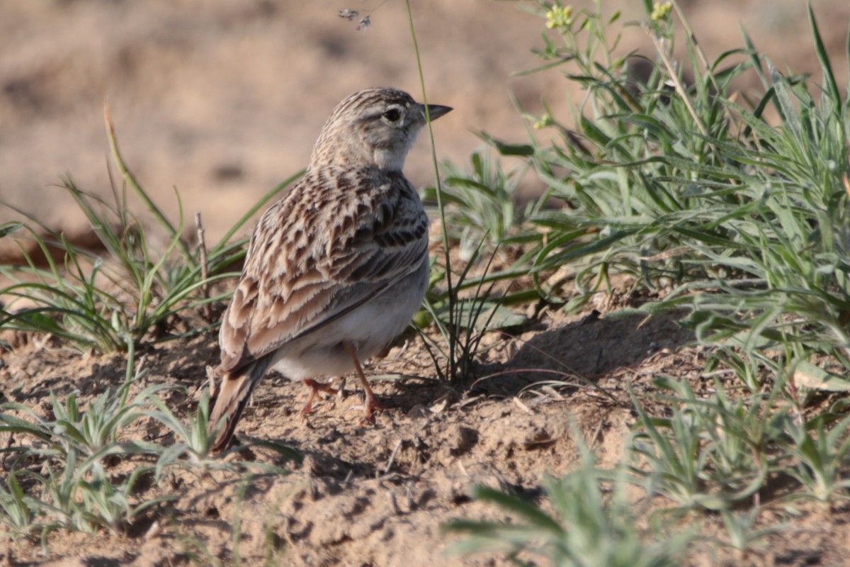 Greater Short-toed Lark - ML641645604