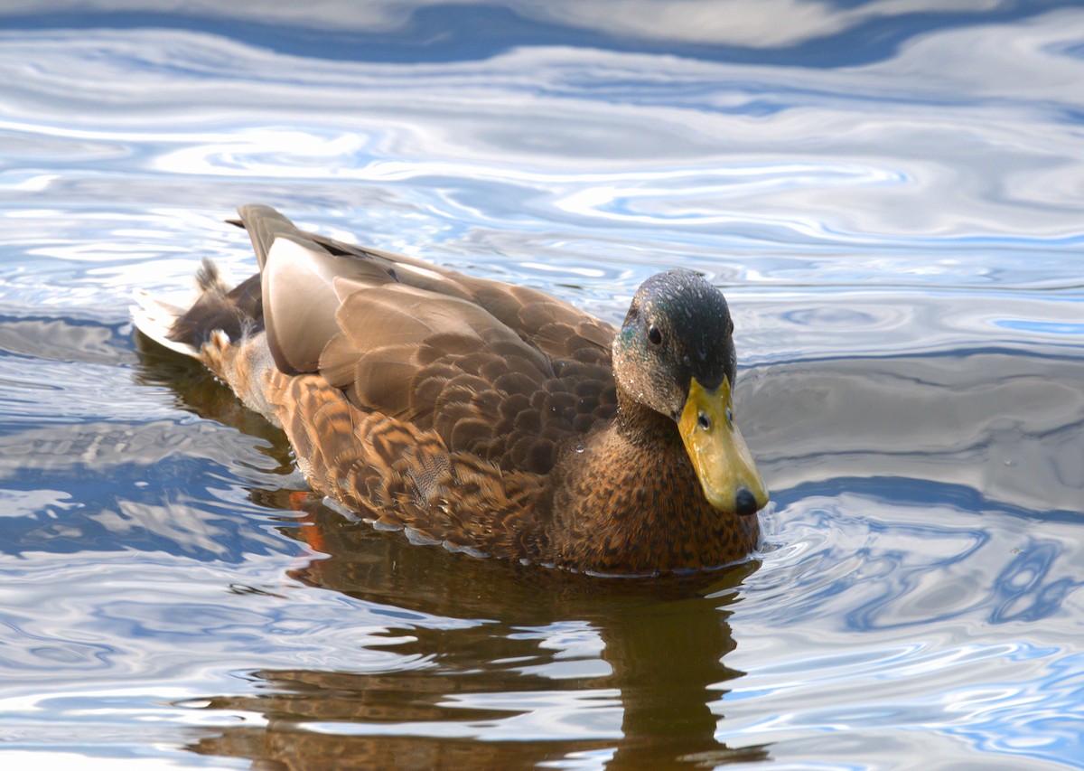 Mallard - ML641645606