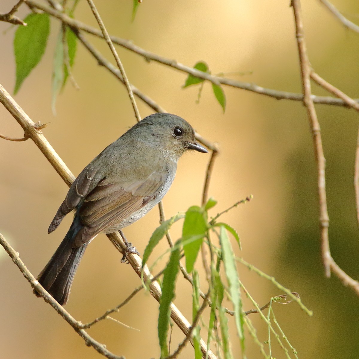 Nilgiri Flycatcher - ML641645649