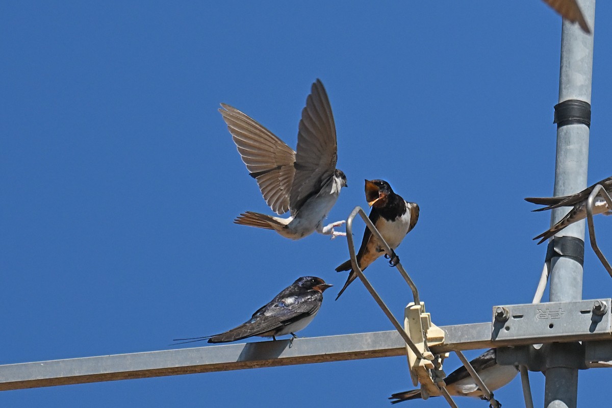 Western House-Martin - ML641645657