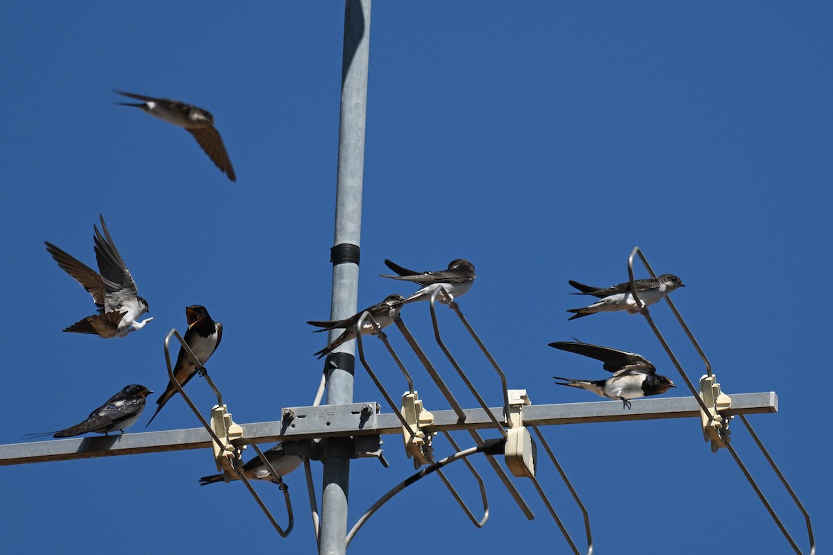 Western House-Martin - ML641645658