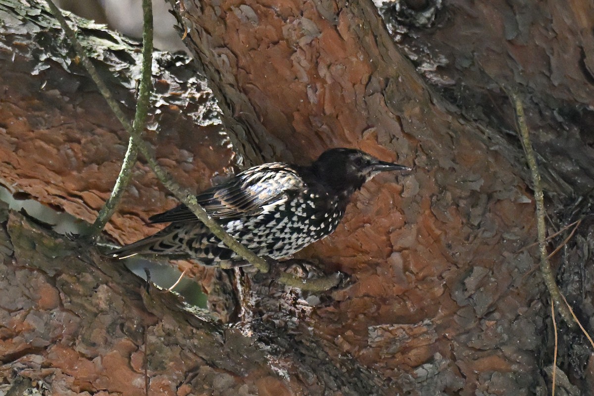 European Starling - ML641645663