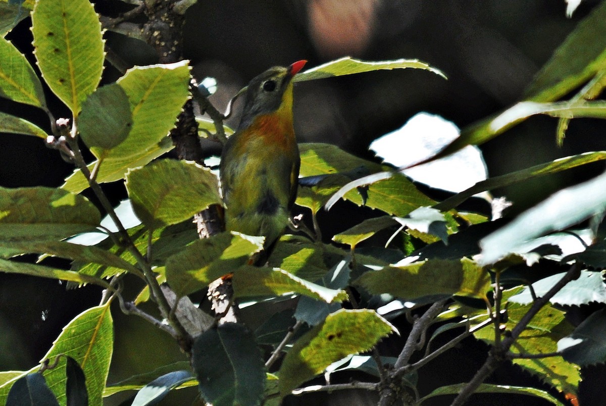 紅嘴相思鳥 - ML641645671