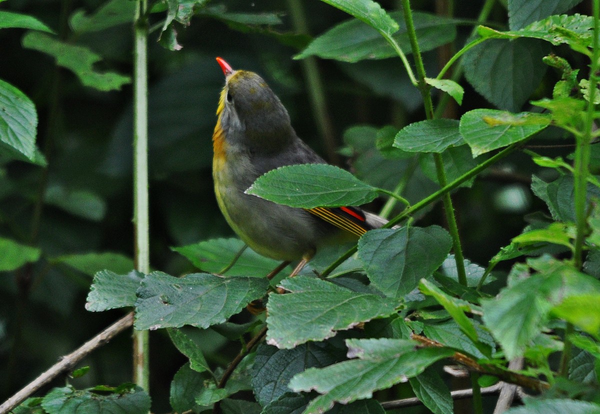 紅嘴相思鳥 - ML641645672