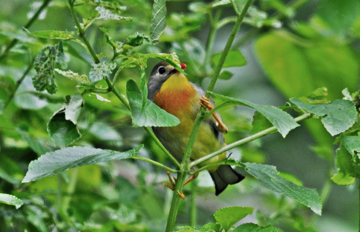 紅嘴相思鳥 - ML641645673