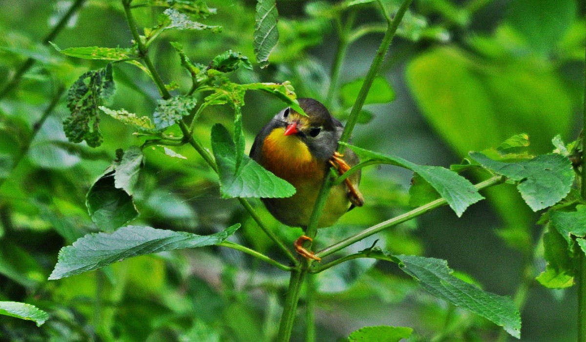紅嘴相思鳥 - ML641645674