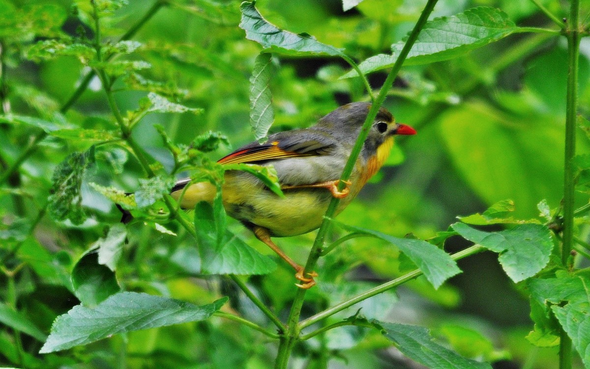 紅嘴相思鳥 - ML641645675
