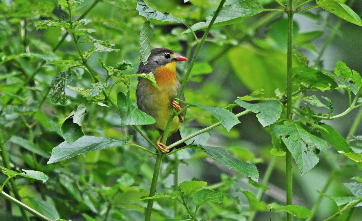 紅嘴相思鳥 - ML641645676