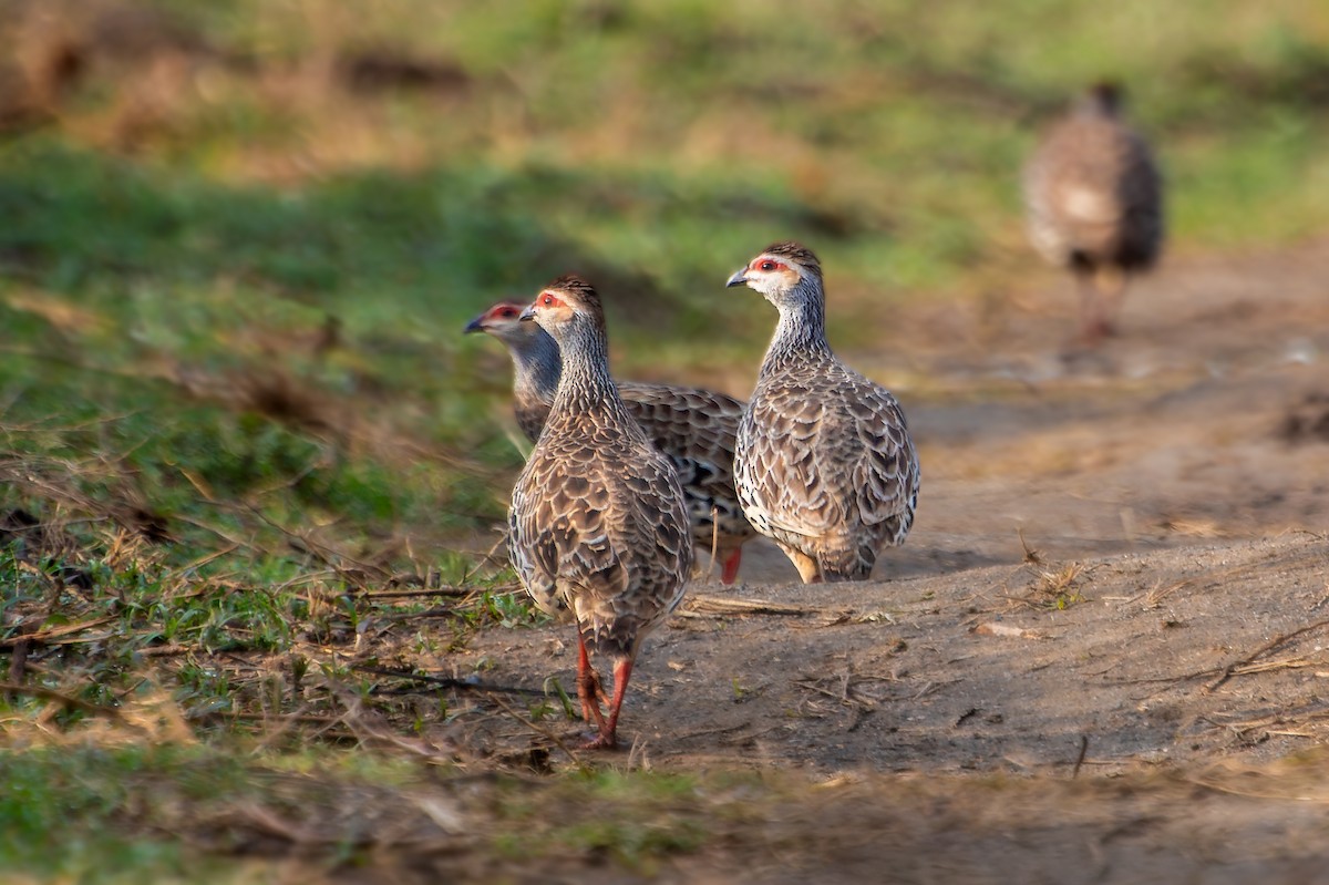 ヒゲシャコ - ML641645679