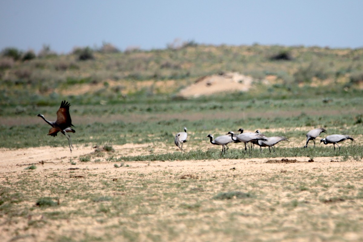 Demoiselle Crane - ML641645692