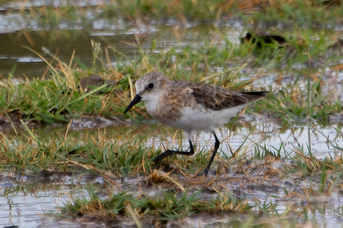 ヨーロッパトウネン - ML641645698