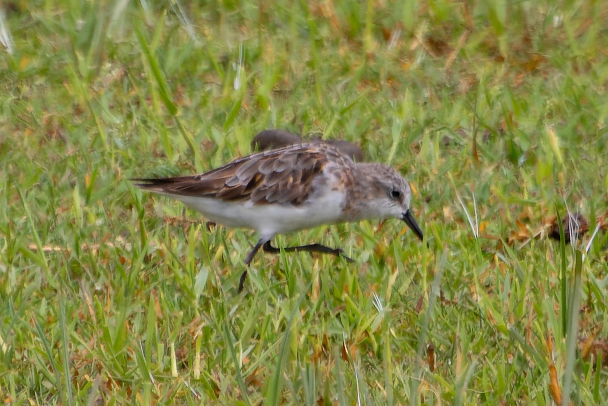 ヨーロッパトウネン - ML641645699