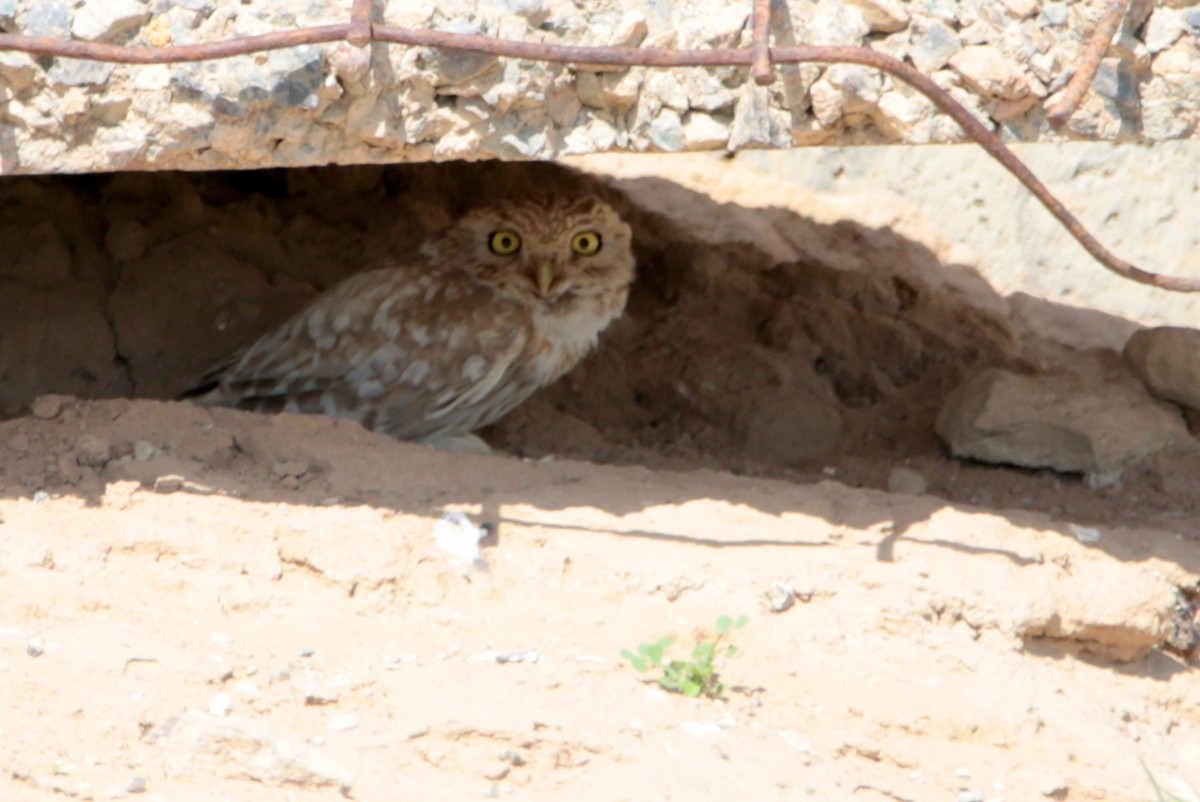 Little Owl (Hutton's) - ML641645700