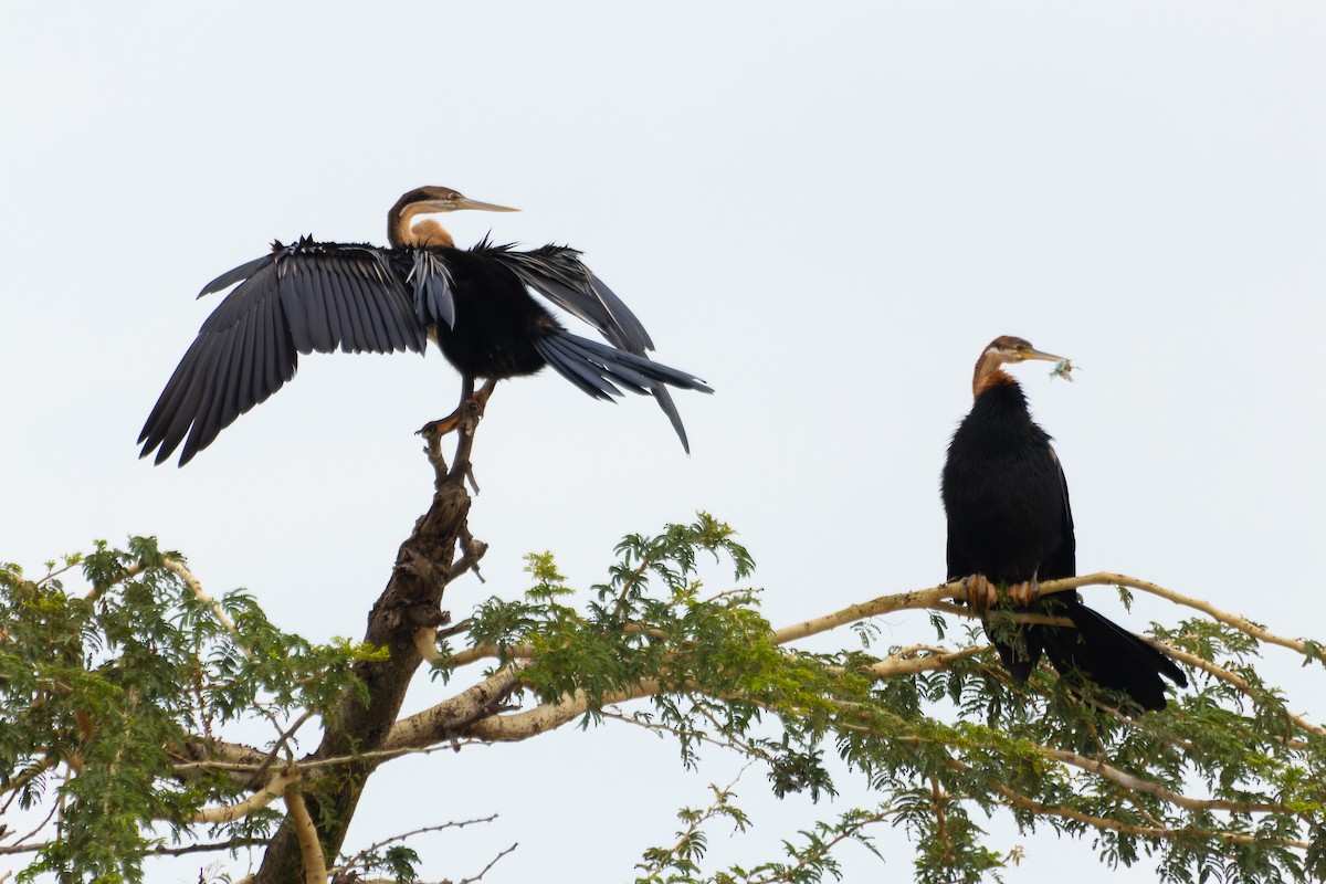 African Darter - ML641645704