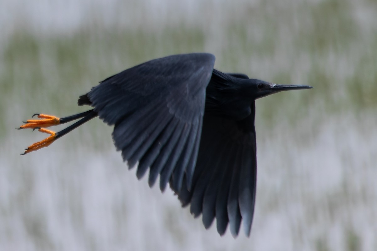 Black Heron - ML641645719
